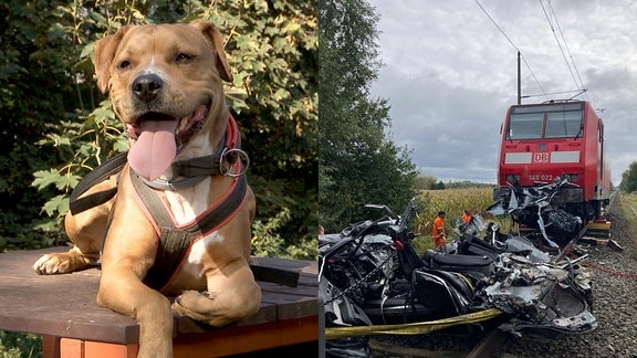 Eine Collage aus einem Hund und einem Unfall.