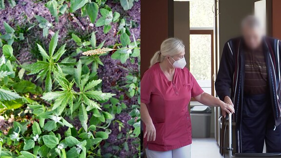 Eine Collage aus Cannabispflanzen und einer Pflegerin im pinken Hemd und Patienten, dem sie beim Gehen hilft.
