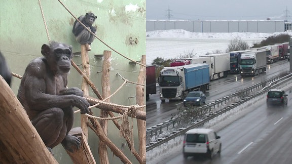 Eine Collage aus einem Bild mit einem Schimpansen im Magdeburger Zoo und einem Bild von Glätteunfällen auf der A2