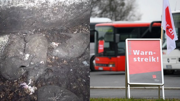 Eine Collage aus toten Schweinen in einem Schlachtbetrieb und einem Warnstreik-Schild vor einem roten Bus.