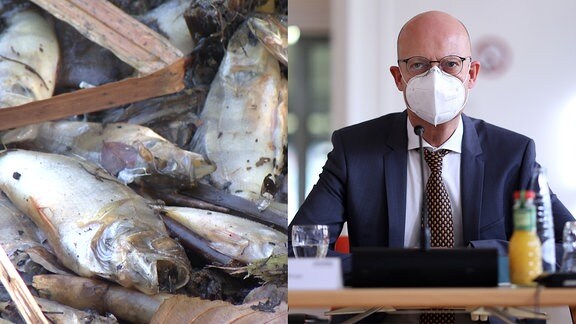 Eine Collage aus toten Fischen und Halles Oberbürgermeister Bernd Wiegand