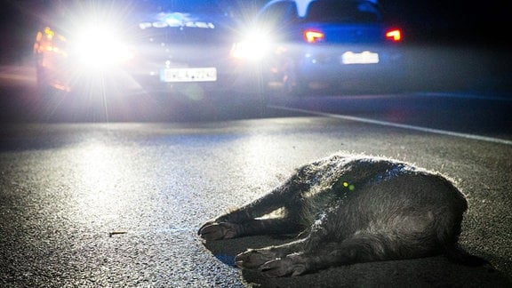 Ein totes Wildschwein liegt nachts auf einer Strasse, im Hintergrund ein Streifenwagen mit Blaulicht.  