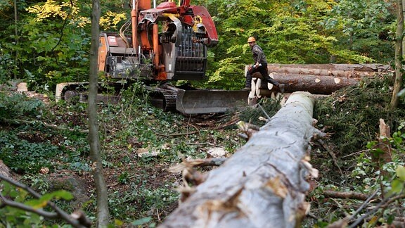 Mit schwerer Forsttechnik werden umgestürzte Bäume aus dem Flussbett der Ilse gezogen.