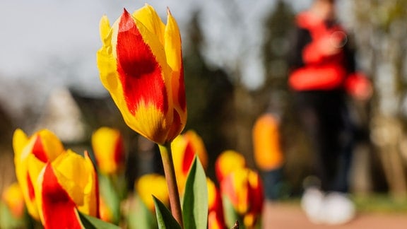 Eine Frau läuft in der Flora an blühenden Tulpen vorbei.