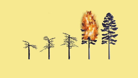Fünf Bäume sortiert von klein nach groß, der zweithöchste steht in Flammen.