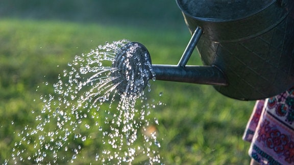 Aus einer Gießkanne strömt Wasser auf eine Rasenfläche.