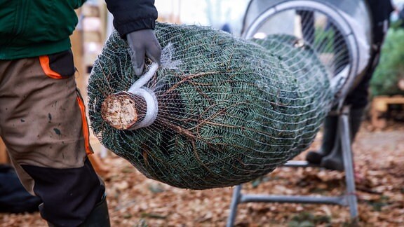 Ein Weihnachtsbaum wird in ein Plastiknetz verpackt.