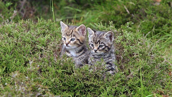 Europäische Wildkatze (Felis silvestris), zwei junge Kätzchen, aufrecht sitzend in Heide