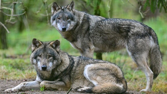 Zwei Wölfe 