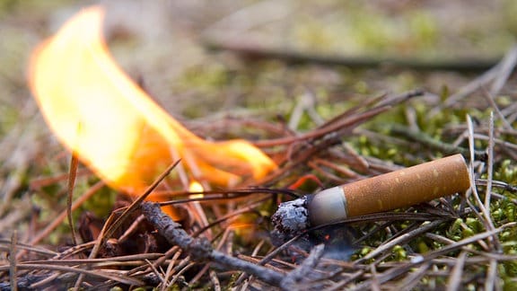 Zigarettenkippe auf angebranntem Waldboden