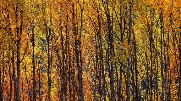 Espenwald im Herbst