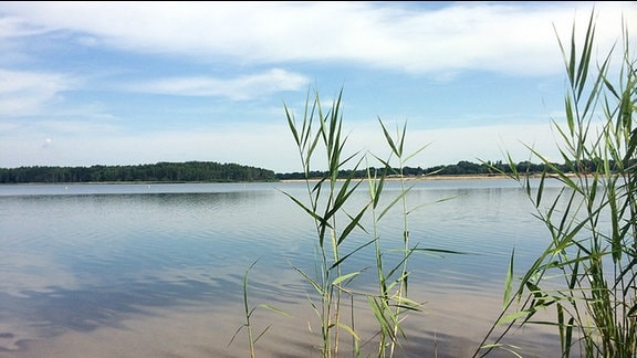 Schilfrohr steht am Ufer des Silbersees.