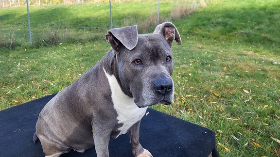 Ein American Staffordshire Terrier sitzt auf einem Holzpodest auf einer Wiese.