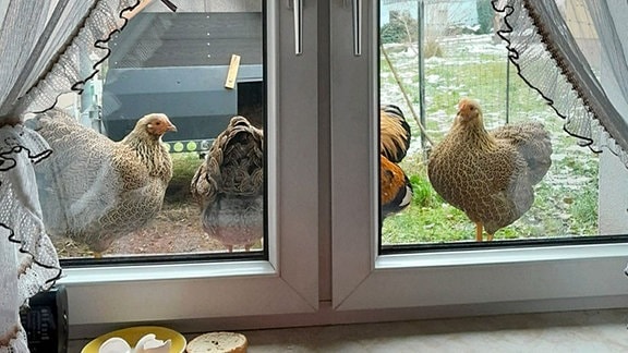 Hühner stehen vor einem Fenster.