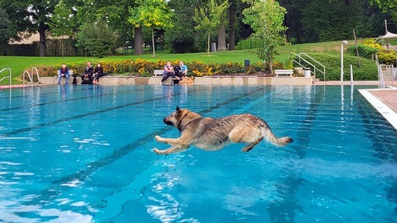 Ein Hund springt im Cunewalder Freibad ins Schwimmerbecken.