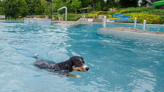 Ein Hund schwimmt durch das Nichtschwimmerbecken im Erlebnisbad Cunewalde.
