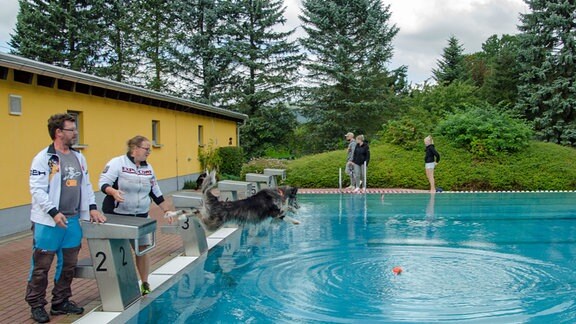 Ein Hund springt vom Startblock ins Schwimmerbecken.