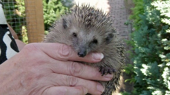 Igel