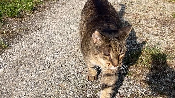 Eine grau-getigerte Katze auf einem Weg