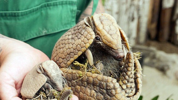 Ein Tierpfleger hält zwei halb zusammengerollte Gürteltiere in den Händen, ein erwachsenes und und ein neugeborenes Tier.