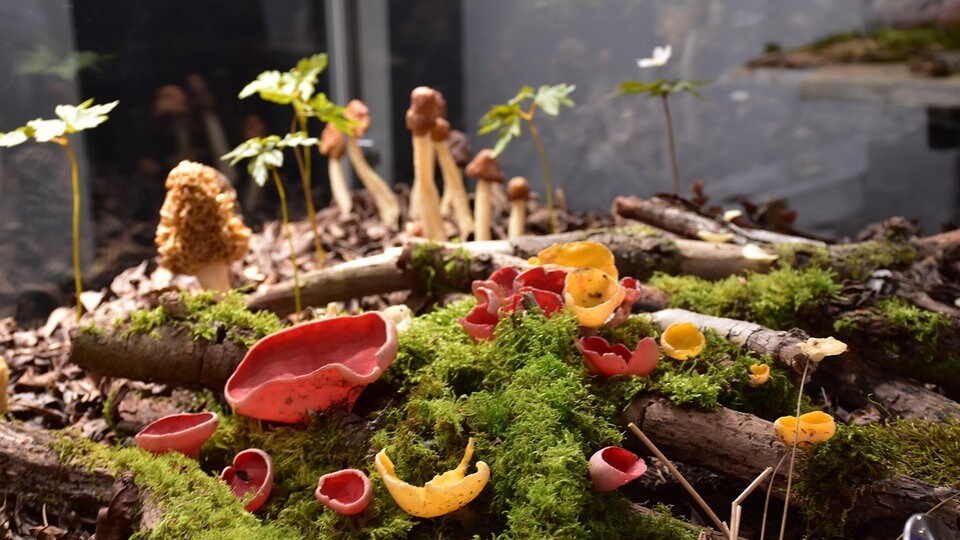 Museum in Kamenz zeigt wunderbare Welt der Pilze