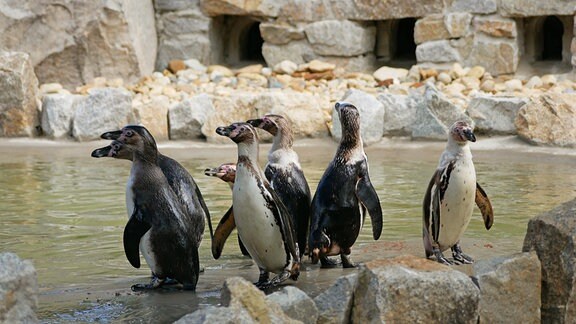 Mehrere Pinguine der Art Humboldtpinguine sind auf einer Zooanlage zu sehen. die Vögel wurden im Zoo Hoyerswerda fotografiert. Vier Tiere der Gruppe starben kurz hintereinander ab 18. August 2021
