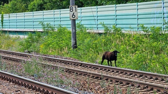 Ein schwarzes Schaf steht auf Bahngleisen 