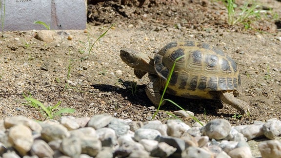 Schildkröt