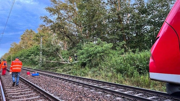 Bahnarbeiter beseitigen einen am Gleis umgestürzten Baum.