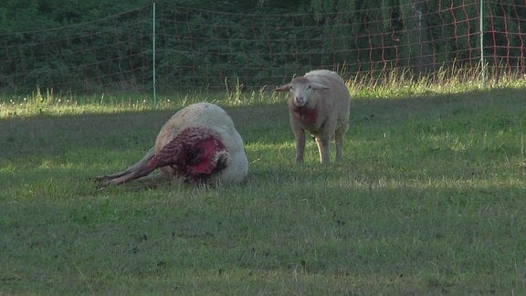 Ein totes Schaf auf einer Weide.