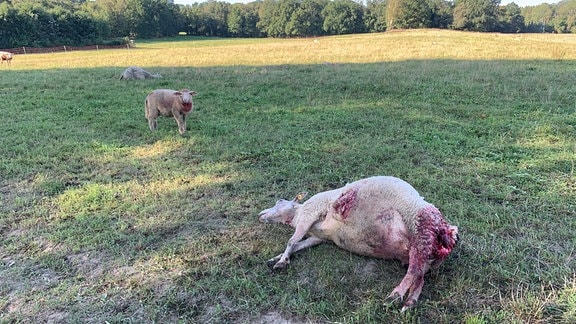 Ein Schaf steht zwischen verendeten Tieren auf der Weide.