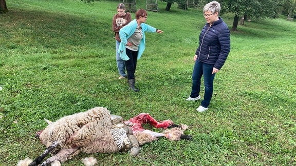 Totes Schaf nach Wolfsriss