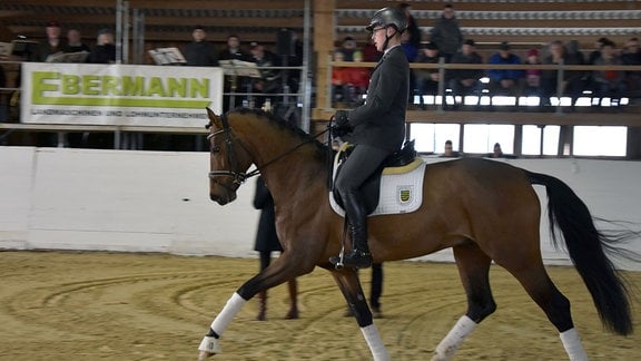Pferd mit Reiter in Halle.