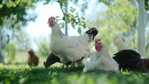 Hühner auf einer Wiese