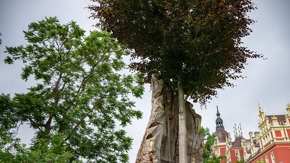 Eine Jungbuche wächst neben dem Baumtorso einer Blutbuche vor dem Schloss im Fürst-Pückler-Park. 