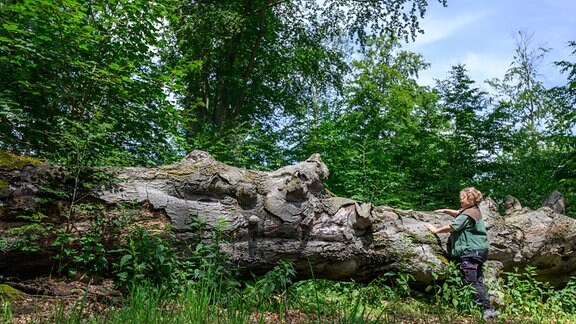 Jana Kretschmer, stellvertretende Gartenmeisterin im Fürst-Pückler-Park, steht an einer mit Zunderschwamm besetzen und umgefallenen Rotbuche. 