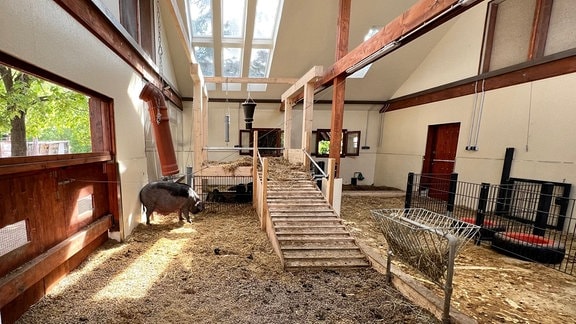 Die Tibetschweine im Naturschutztierpark Görlitz haben einen verglasten Stall bekommen.