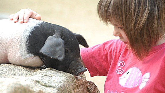 Ein Mädchen streichelt ein Sattelschwein.