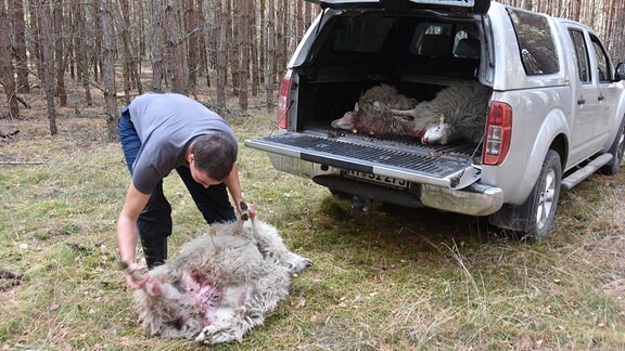 Tote Schafe nach Wolfsriss in Förstgen