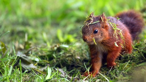 Ein grasbedecktes junges Eichhörnchen sucht nach Nahrung am Boden.