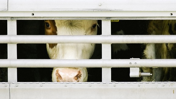 Kühe in einem Transporter