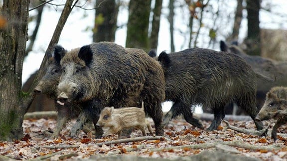 Eine Wildschweinrotte mit Frischlingen im Wald