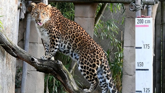 China Leoparden Julius im Zoo Hannover