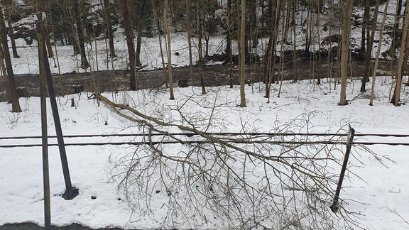 Ein umgestürzter Baum liegt über Bahngleisen.