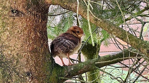 Vogel sitzt in Baum