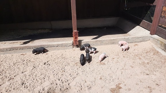 Ferkel laufen im Sand