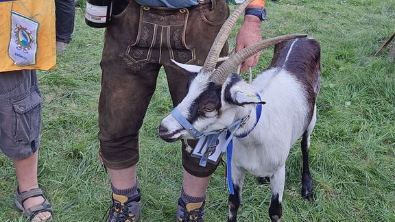 Ein Mann mit einer zweifarbigen Ziege, die lange Hörner hat, auf einer Wiese. 