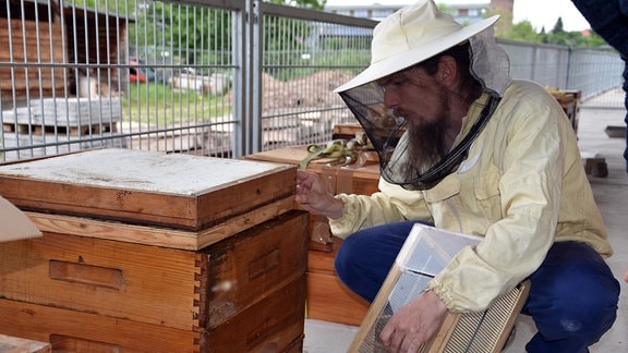 Bienenzuchtprogramm gegen Milbenbefall Chemnitz