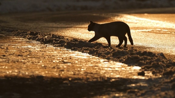 Eine Katze läuft im goldenen Licht auf einer Strasse. Im Licht vom Sonnenuntergang zeichnet sich das Tier nur als dunkle Silhouette ab. 