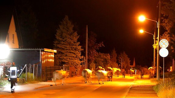 Eine Kuhherde läuft in der Nacht über eine beleuchtete Straße in einem Wohngebiet